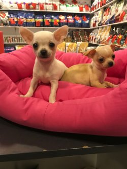 Chihuahua Yanii Şivava Yavrularımız Yeni Yılda Sizi Bekliyorrr.. 2