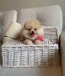 Orjinal Boo Pomeranian Yavrular 1