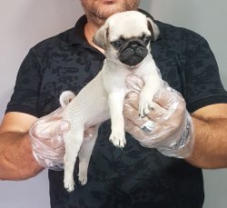 Pug Yavruları 4