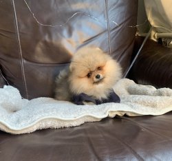 Pomeranian Boo Irk Ve Sağlık Garantili Yavrularımız 3
