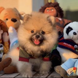 TeddyBear Yüz Yapısına Sahip Yavrularımızdan 3