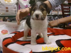 FOX TERRIER 4