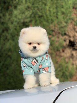 Safkan TeddyBear Boo Oğlumuz Snow 2