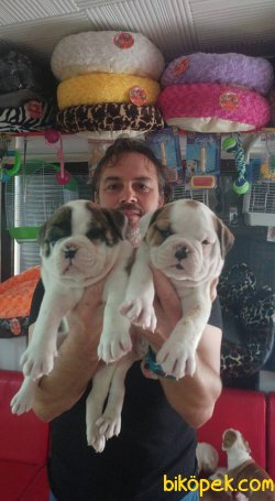 İNGİLİZ BULDOG 2