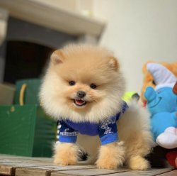 Orijinal Teddybear Yüz Yapısına Sahip Pomeranianboo Yavruları 4