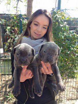 SATILIK BLU CANE CORSO YAVRULARI 5
