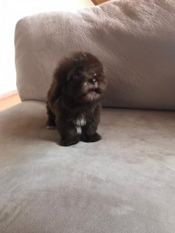 Chocolate Maltipoo 2