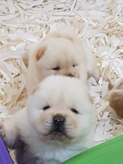 Kalite Ve Güvenin Tek Adresinden CHOW CHOW  Yavrulari 2