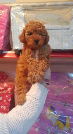 POODLE -TOY 4