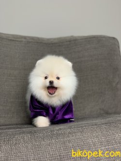 Orjinal Pomeranian İ̇cin Bizi Ziyaret Edin 3