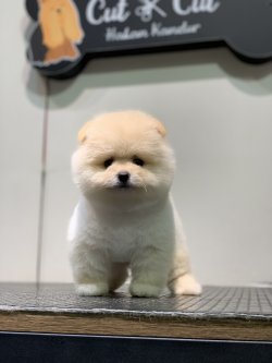 Teddy Face Orjinal Pomeranian Yavrularimiz İcin 2