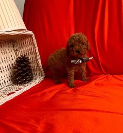 SAFKAN TOY POODLE YAVRULARIMIZ 1