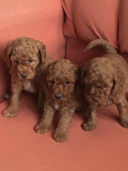 Toy Poodle 1