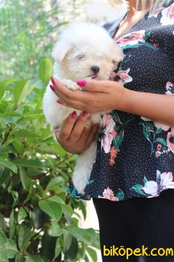 Süper Kalite Kartopu Gibi Maltese Terrier Bebekler Geldi 2