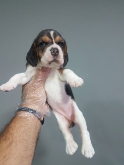 Eli̇zabet Beagle Yavrular 1