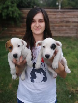 Renk Güzeli Jack Russell Yavrularımız Küçükırk 1
