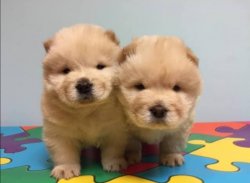 RUHSATLI KÖPEK ÇİFTLİĞİNDEN CHOWCHOW YAVRULARI 1