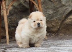 Chow Chow Çin Aslanı Yavrularımız Afyonkarahisardan ( Erkek Dişi Mevcuttur ) 2