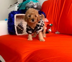 TOY POODLE YAVRULAR 1