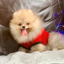Pomeranian Boo Irk Sağlık Garantili Yavrular 2
