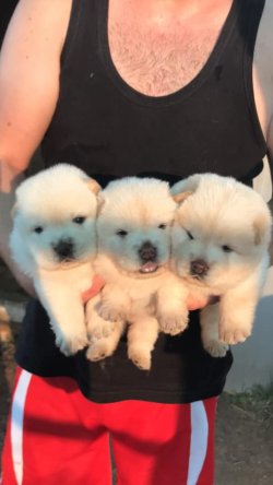 Beyaz Chow Chow Yavrularımız 2