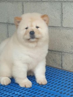 Satılık Chow Chow Yavruları 2