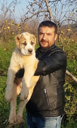 Satılık Dev Alabay Yavruları 5