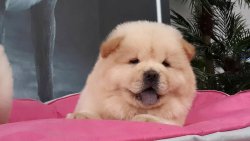 CHOW CHOW YAVRULARIMIZ 1