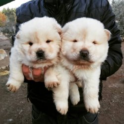 BEYAZ CHOWCHOW YAVRULARI 1