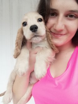 Sevimli Cocker Yavrularımız Küçük Irk 2