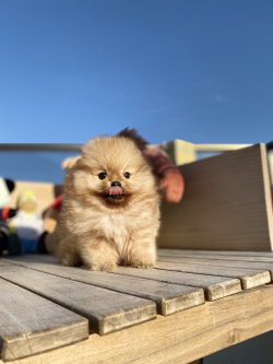 Orjinal Büyümeyen Cins Pomeranian Boo 2