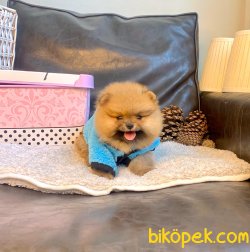 Ayı Surat Boo Pomeranian Yavrular 3