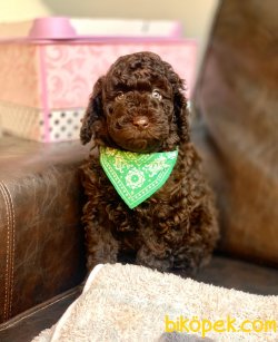 Çikolata Toy Poodle Yavrular 2