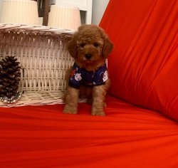 SAFKAN TOY POODLE YAVRULARIMIZ 5