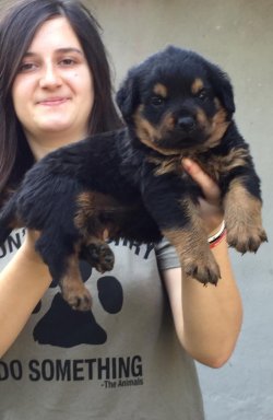 Rottweiler Yavruları Koca Kafa 4
