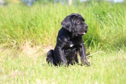 Cane Corso Yavrularımız 2