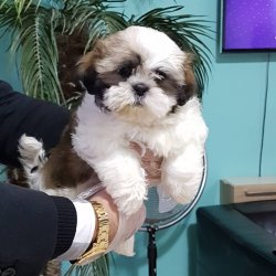 SHIH TZU YAVRULARI 1