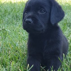 Orjinal  Labrador Yavruları 1
