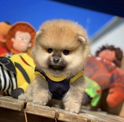 Yeni Gelen TeddyBear PomeranianBoo Yavrularımızdan 3