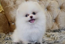 Pomeranian Boo Safkan Ayıcık Tip Gulen Surat Yavrularimiz 2