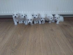 Maltese Terier Yavrularımız 4