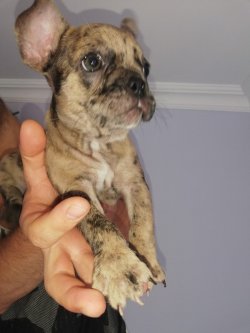 2 Aylık Neşeli French Bulldog Merle 2