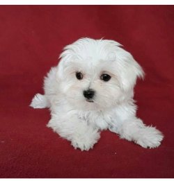 Teacup Maltese 2
