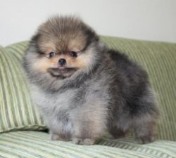 Orjinal Tedy Bear Boo Pomeranian Yavrular 1