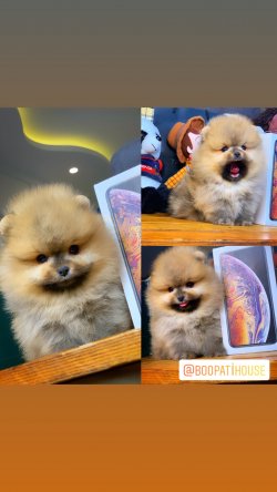 Yeni Gelen Pomeranian Boo Yavrularımızdan 1