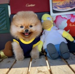 Orjinal  Teddybear Yüz Yapısına Sahip PomeranianBoo 2