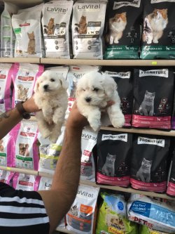 MALTESE TERRİER YAVRULARI ANKARA PET SHOP TA 3