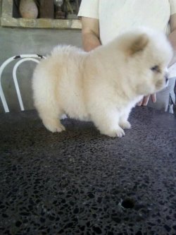 Satılık Chow Chow Yavruları 5