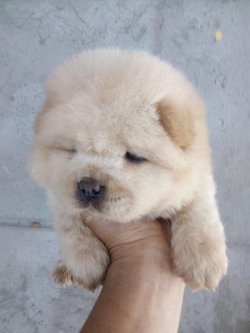Satılık Chow Chow Yavruları 1