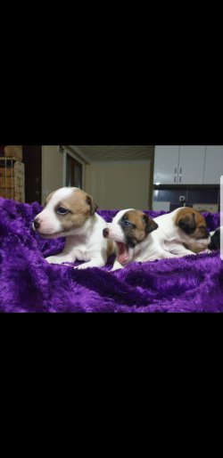Jack Russell Yavulari 5